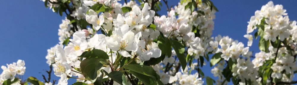 Grundejerforeningen Plantagen Stensballe